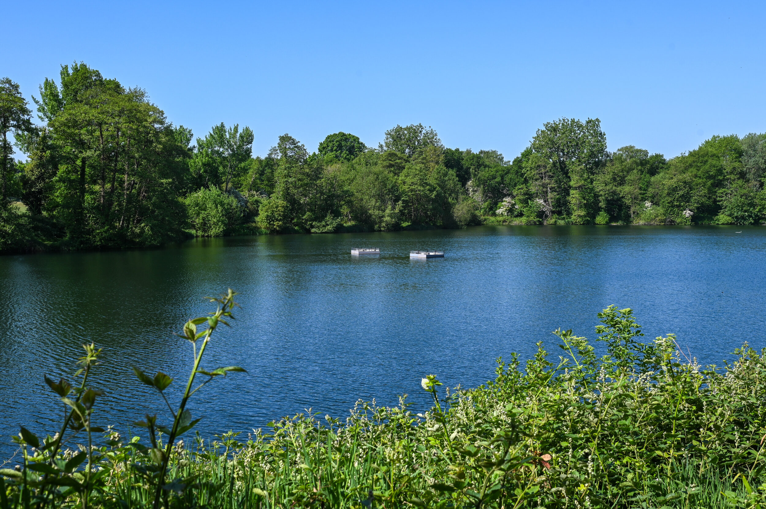 Green savings image of Kent Wildlife Trust a Charity Bank Borrower. The image shows a lake with trees and green shrubs around it.